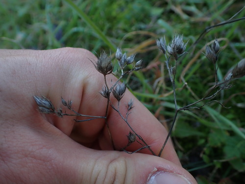 Bupleurum baldense (Bupleurum baldense)