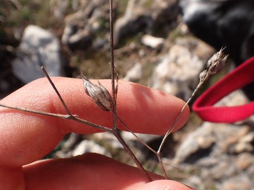 Bupleurum baldense (Bupleurum baldense)
