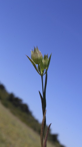Bupleurum baldense (Bupleurum baldense)