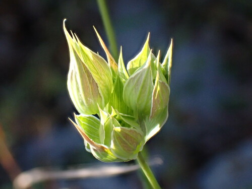 Bupleurum baldense (Bupleurum baldense)
