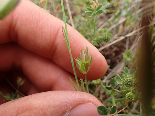 Bupleurum baldense (Bupleurum baldense)