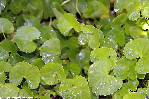 Bupleurum chinense: Location taken: United States Botanic Garden. Names: Bupleurum scorzonerifolium Willd. Classification: Plantae > Magnoliophyta > Magnoliopsida > Apiales > Apiac