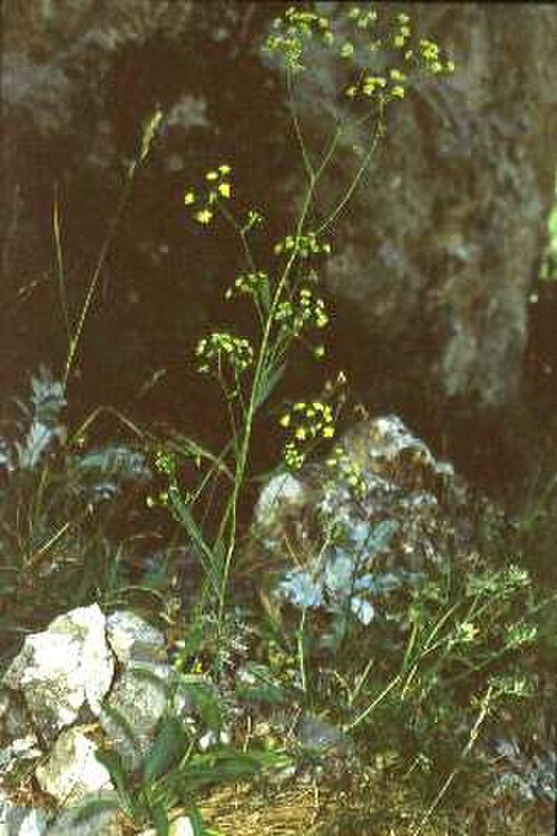 Bupleuro delle Madoni: Sicilian botanical endemisms Bupleurum elatum