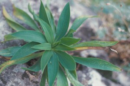 Bupleuro delle Madoni: According to IUCN/SSC specialists this is one of the most endangered species of island floras in the Mediterranean area.