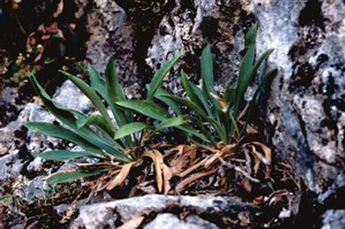 Bupleuro delle Madoni: According to IUCN/SSC specialists this is one of the most endangered species of island floras in the Mediterranean area.
