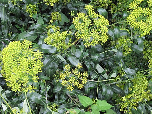 Shrubby Hare's ear: In the Brighton Pavilion Park ... this striking Mediterranean shrub is a first rate plant for seaside gardens! It is fully hardy here along the southern coastal