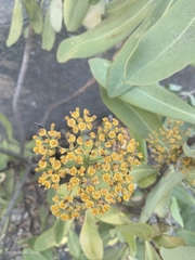 Shrubby Hare's ear (Bupleurum fruticosum)
