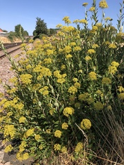 Shrubby Hare's ear (Bupleurum fruticosum)