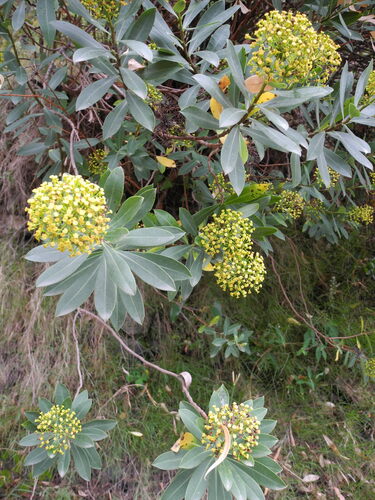 Shrubby Hare's ear (Bupleurum fruticosum)