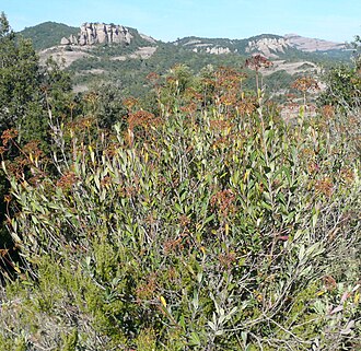 Shrubby Hare's ear: Bupleurum fruticosum in Serra de l'Obac