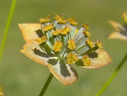 Lanceleaf thorow wax: Bupleurum subovatum
