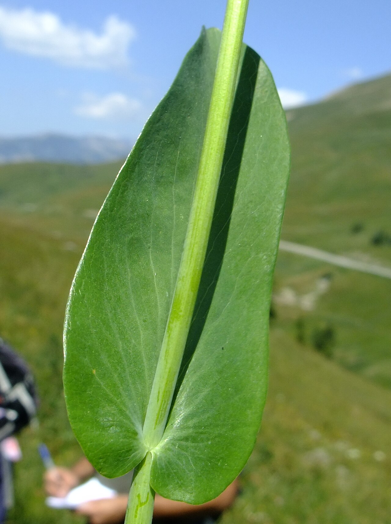 Lanceleaf thorow wax: Bupleurum subovatum