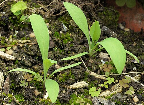 Lanceleaf thorow wax: Bupleurum subovatum