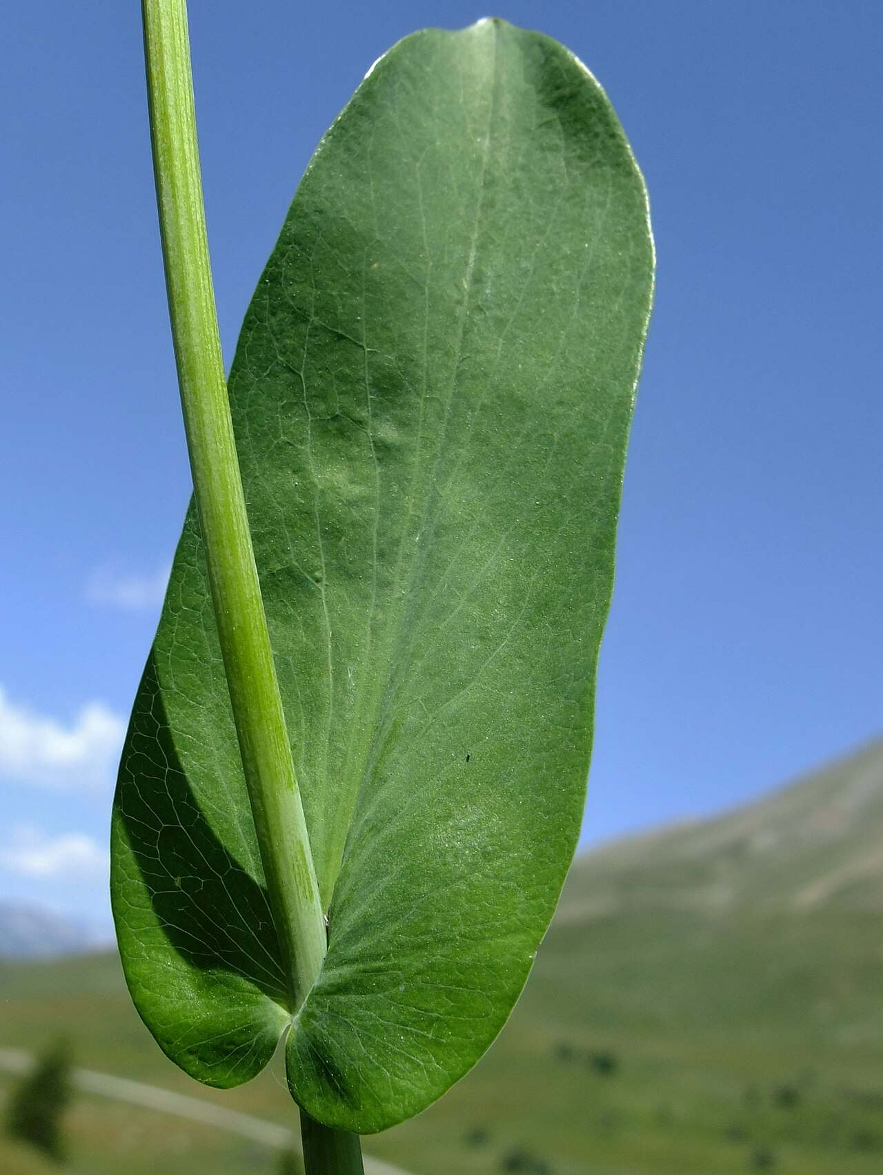 Lanceleaf thorow wax: Bupleurum subovatum