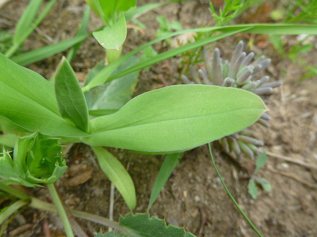 Lanceleaf thorow wax: Bupleurum subovatum