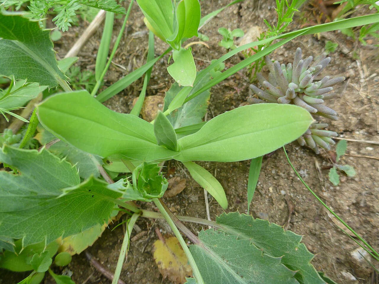 Lanceleaf thorow wax: Bupleurum subovatum