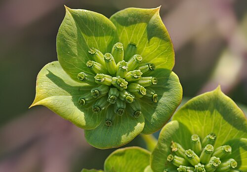 Lanceleaf thorow wax: Lanceleaf thorow-wax (Bupleurum lancifolium). Çukurova University Campus, Adana - Turkey.