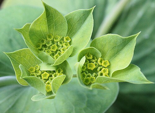 Lanceleaf thorow wax: Bupleurum subovatum