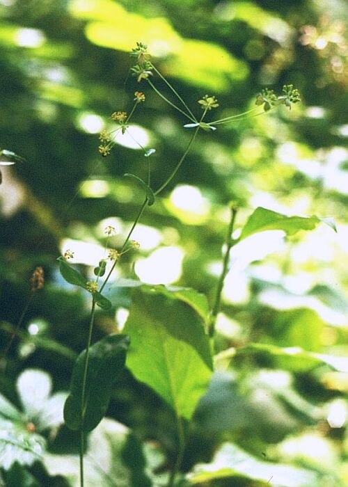 Bupleurum longifolium: Langblatt-Hasenohr ( Bupleurum longifolium ), Doldenblütler (Apiaceae) - Österreich/Austria/Autriche: Niederösterreich, Erlauftal E Gaming, Vordere Tormäuer