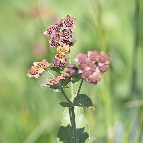 Bupleurum longifolium: Bupleurum longifolium-3873
