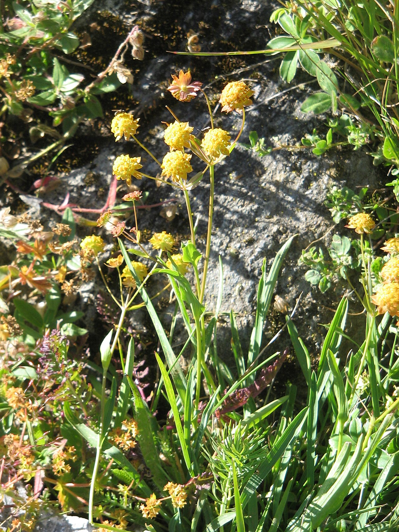 Bupleurum ranunculoides: Bupleurum ranunculoides