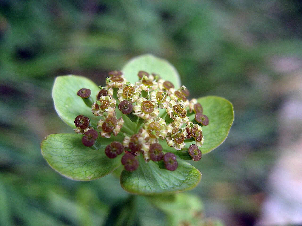 Bupleurum ranunculoides: Bupleurum ranunculoides