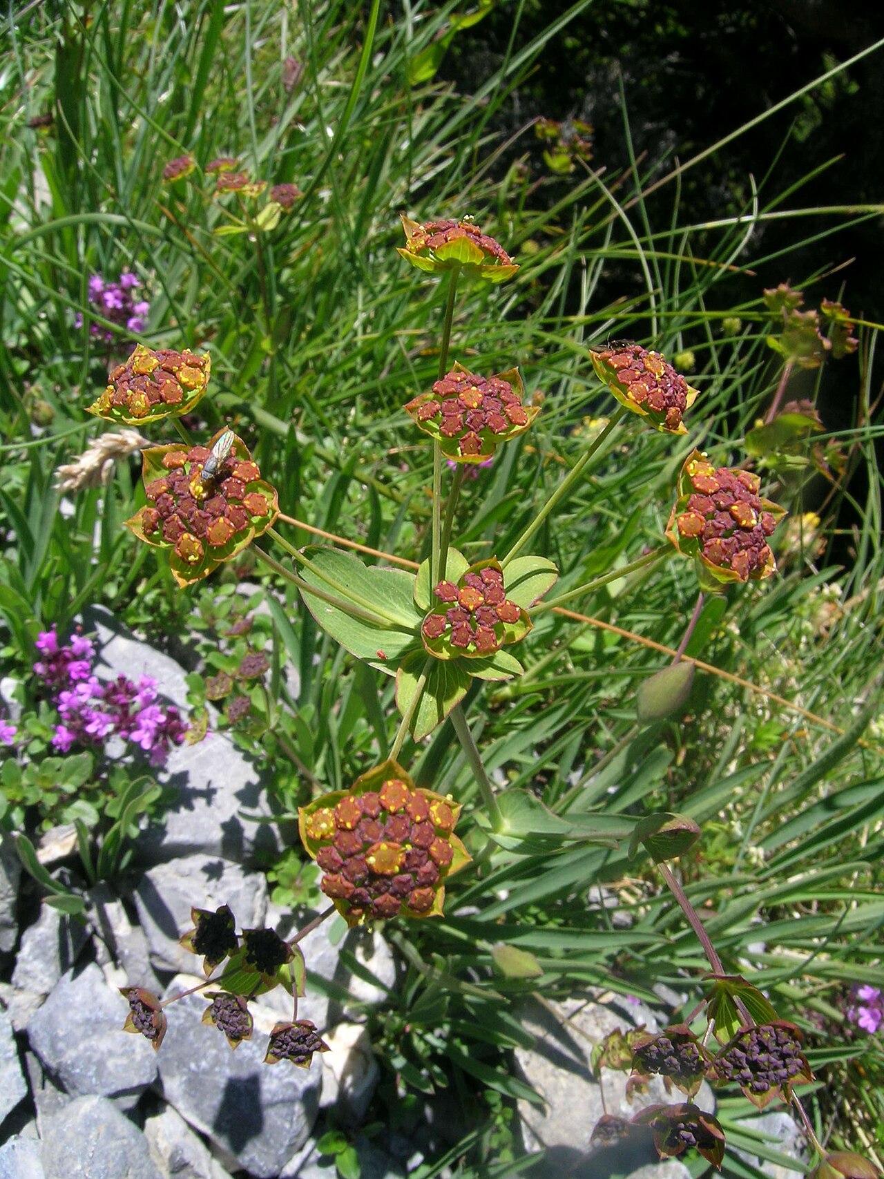 Bupleurum ranunculoides: Hahnenfuß-Hasenohr ( Bupleurum ranunculoides L.), Schynige Platte