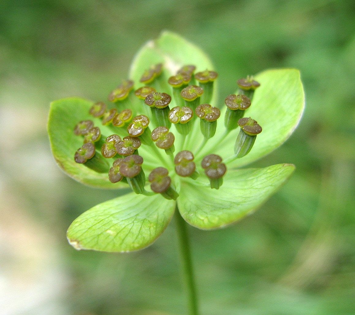 Bupleurum ranunculoides: Bupleurum ranunculoides