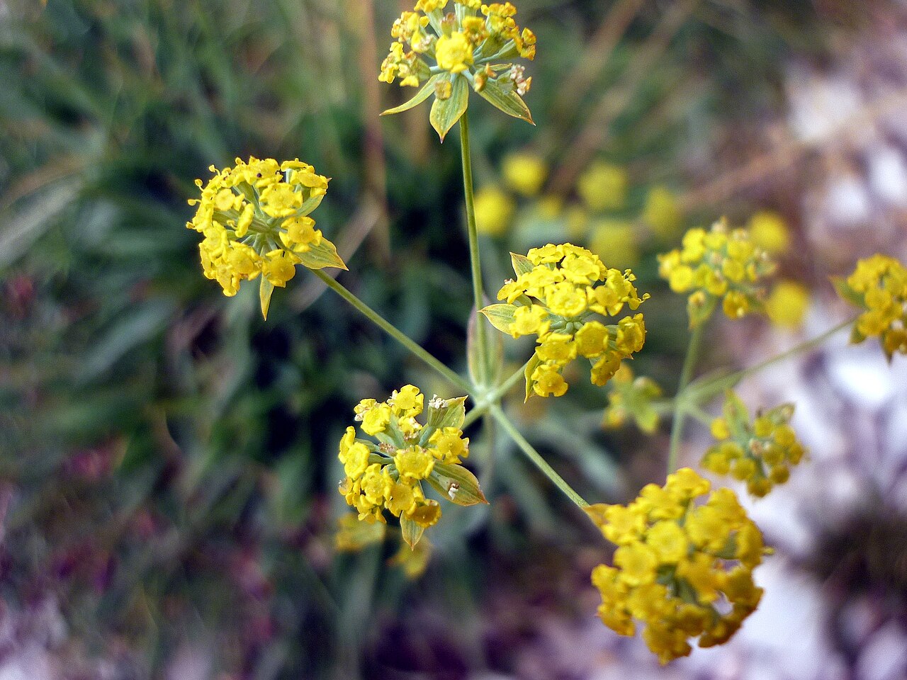 Bupleurum ranunculoides: Bupleurum ranunculoides . In la Bòfia, Guixers (Solsonès - Catalunya). To 1.960 m. altitude