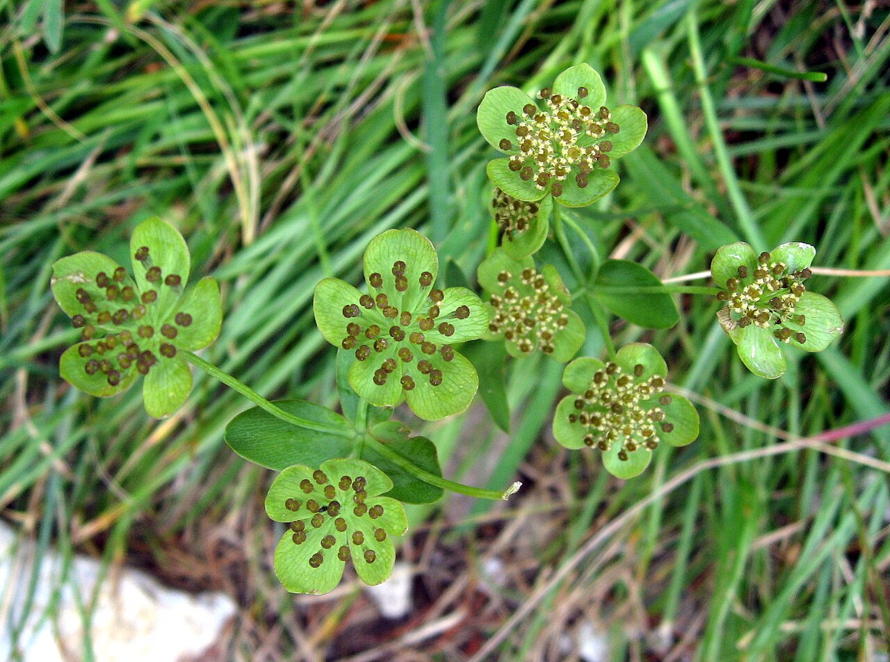 Bupleurum ranunculoides: Bupleurum ranunculoides