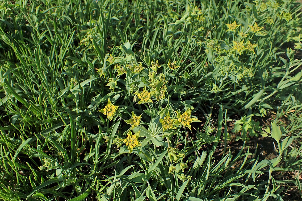 Bupleurum ranunculoides: Bupleurum ranunculoides in the Botanischer Garten, Berlin-Dahlem