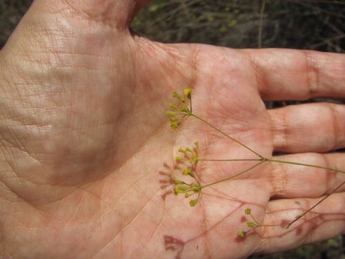 Bupleurum rigidum (Bupleurum rigidum)