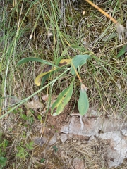 Bupleurum rigidum (Bupleurum rigidum)