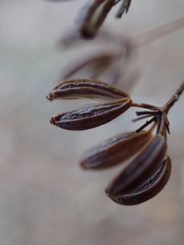 Bupleurum rigidum (Bupleurum rigidum)