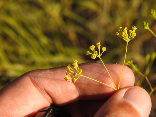 Bupleurum rigidum (Bupleurum rigidum)