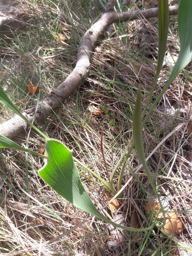 Bupleurum rigidum (Bupleurum rigidum)