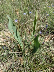 Bupleurum rigidum (Bupleurum rigidum)