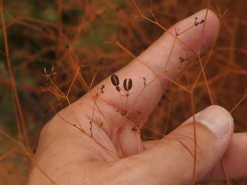 Bupleurum rigidum (Bupleurum rigidum)