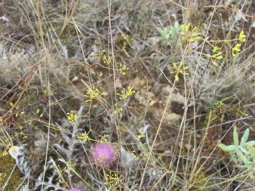Bupleurum rigidum (Bupleurum rigidum)
