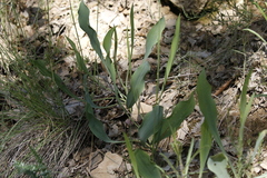 Bupleurum rigidum (Bupleurum rigidum)