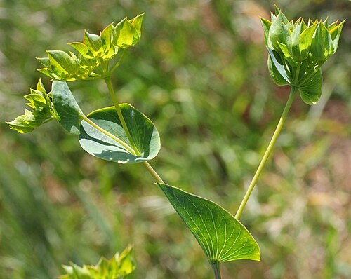 Hare's ear: Bupleurum rotundifolium