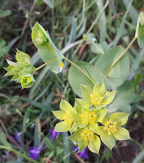 Hare's ear: Taxon: Bupleurum rotundifolium (sensu Fischer et al. EfÖLS 2008) Location: field near Niederhollabrunn, district Korneuburg, Lower Austria - ca. 340 m a.s.l. Ha
