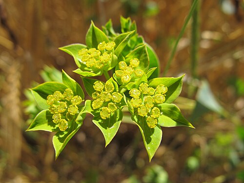 Hare's ear: Bupleurum rotundifolium