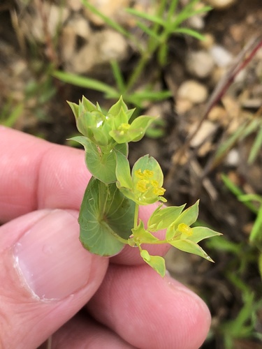 Hare's ear (Bupleurum rotundifolium)