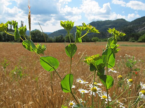 Hare's ear: Bupleurum rotundifolium