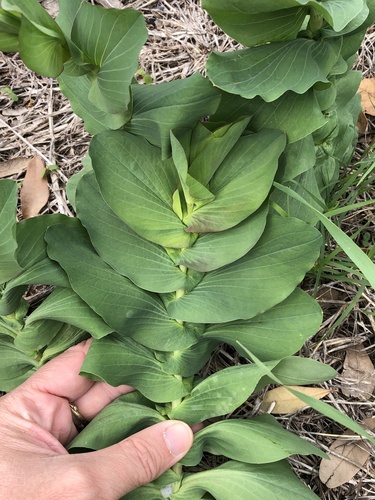 Hare's ear (Bupleurum rotundifolium)
