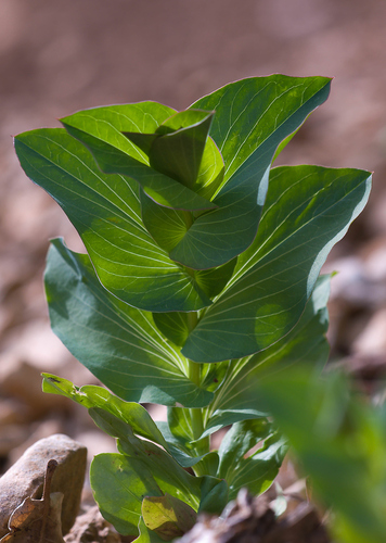 Hare's ear (Bupleurum rotundifolium)