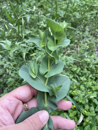 Hare's ear (Bupleurum rotundifolium)