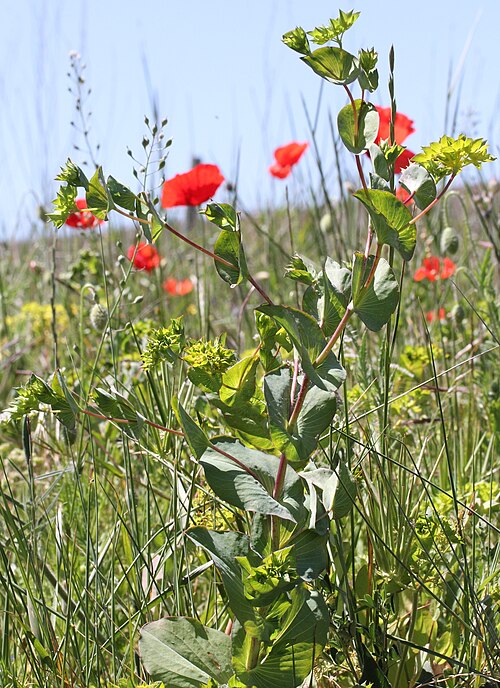 Hare's ear: Bupleurum rotundifolium