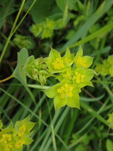 Hare's ear (Bupleurum rotundifolium)